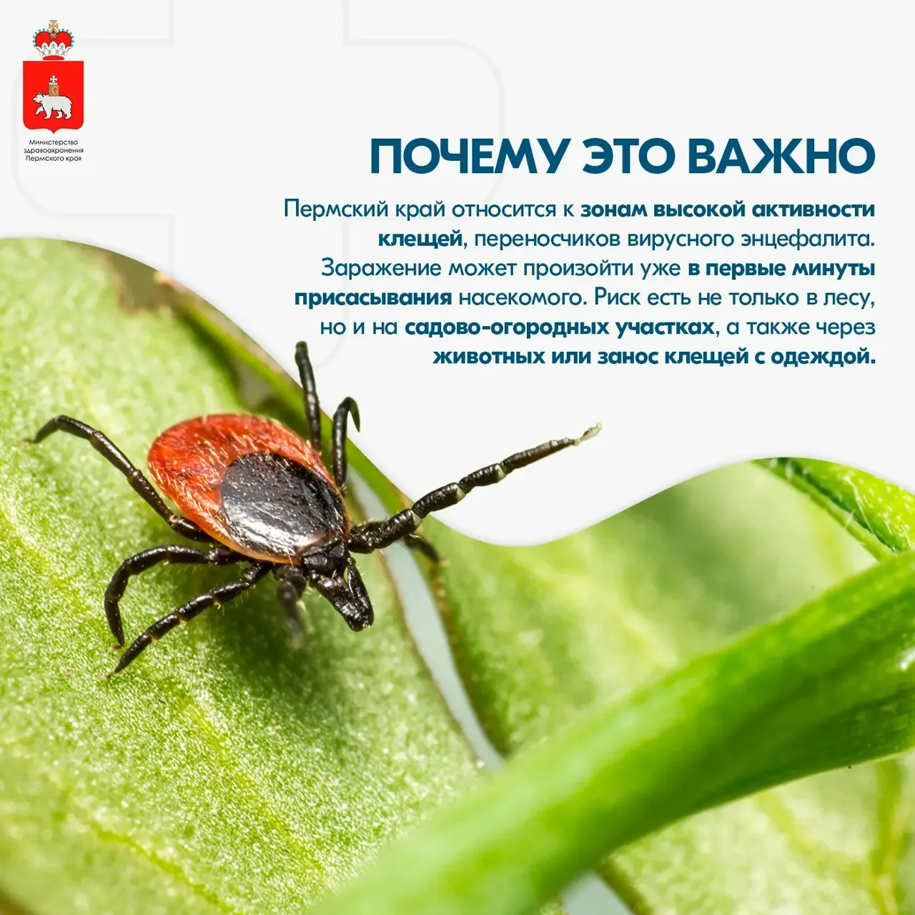 ❗Осторожно, клещи: как защитить себя весной?