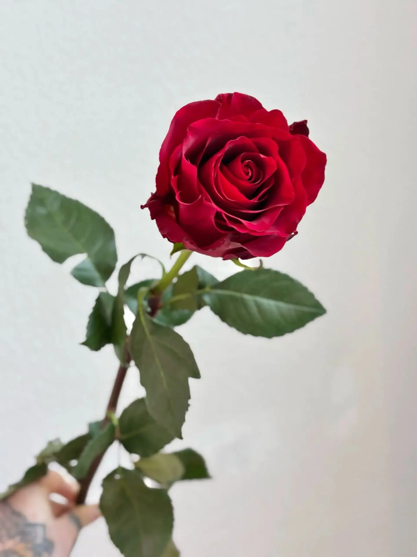 Чем мы всегда готовы похвастаться, так это нашими розами. 🌹

Потому что они — самые свежие, самые к