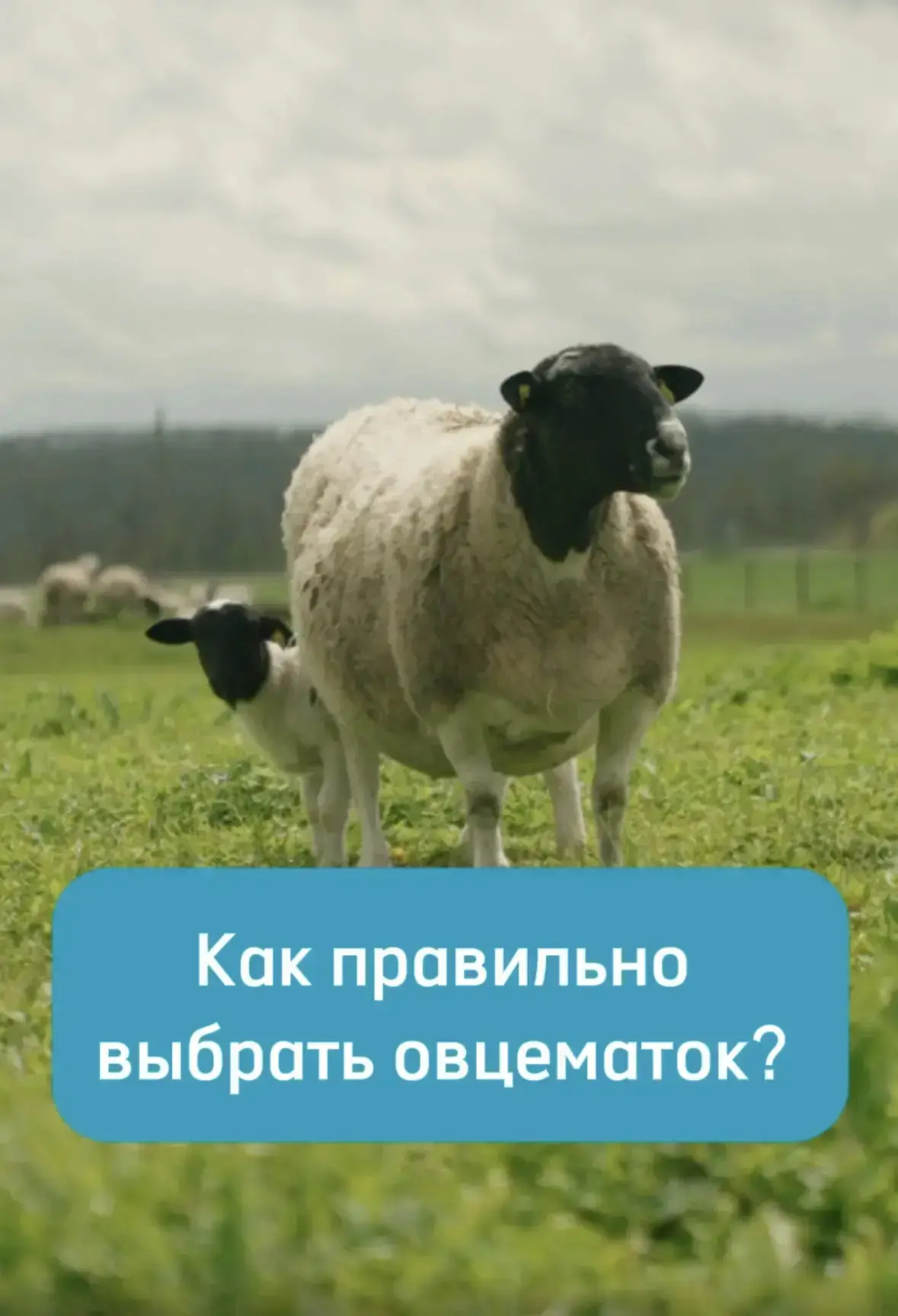 Как правильно выбирать овцематок? 🐑

Вместе с нашим ведущим менеджером по продажам — Дмитрием Милле