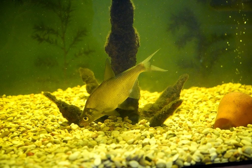 ✅В аквариуме Краеведческого музея поселились новые обитатели
⁣
🐟Новосёлами искусственного водоёма с