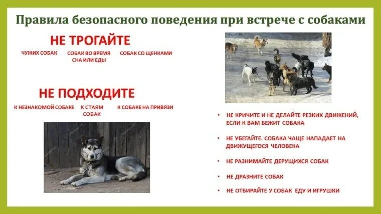 🐕 Безопасность детей при встрече с собаками