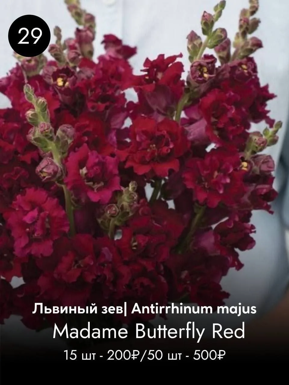 ЛЬВИНЫЙ ЗЕВ•АНТИРРИНУМ
О/от 70 см, гибрид F1

цена указана без учета скидки 20%

ЗАКАЗАТЬ
