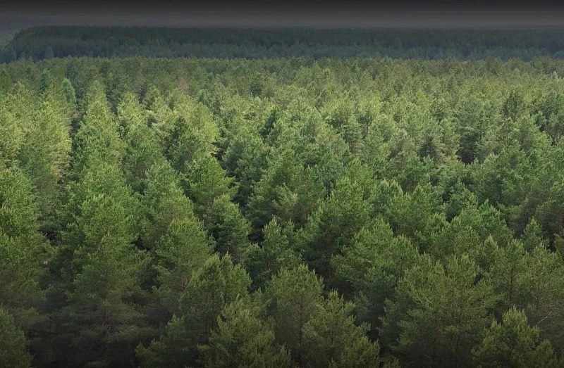 🌲🚨 В минлеспроме Поморья подвели итоги лесного надзора за первое полугодие

Благодаря реализации ф