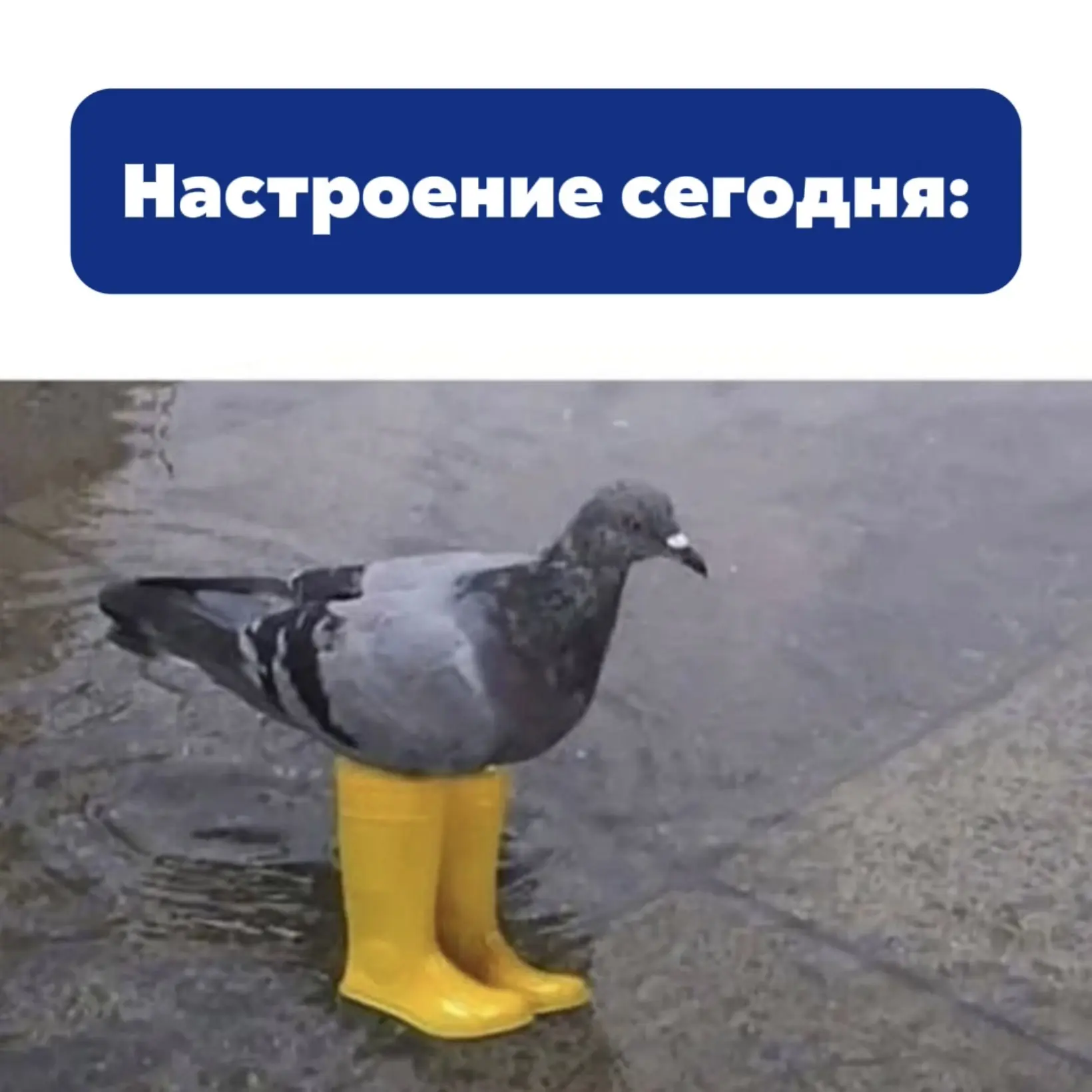 Вечерний чат в эфире 🎙️

Тема: «День фантазии и юмора. Поделись своим любимым мемом»👇🏻

— Пиши от