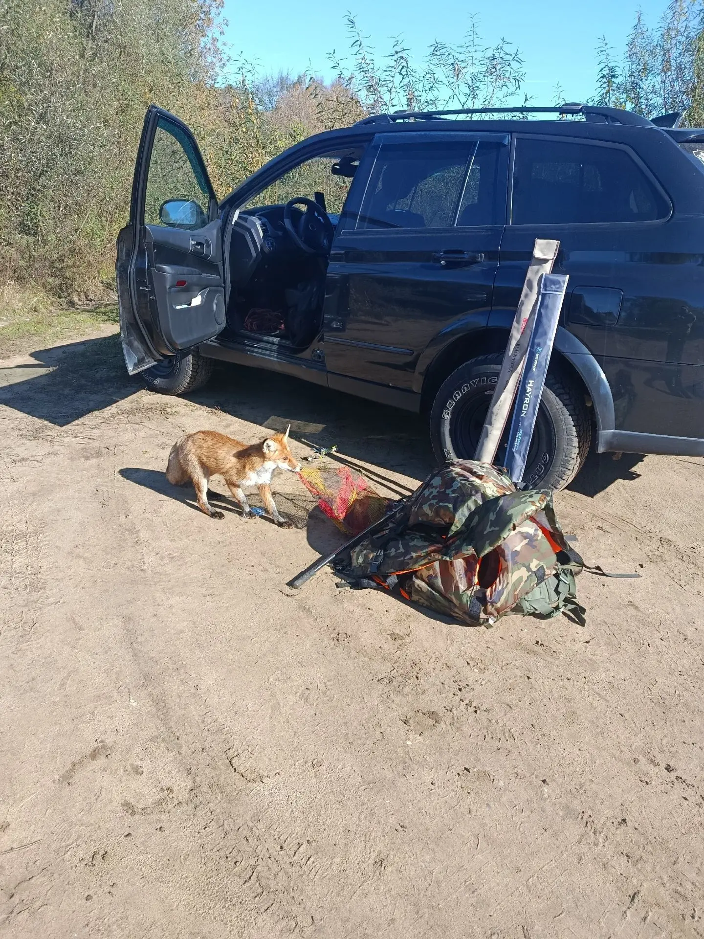В Пенкино наглая лиса попыталась обокрасть рыбаков