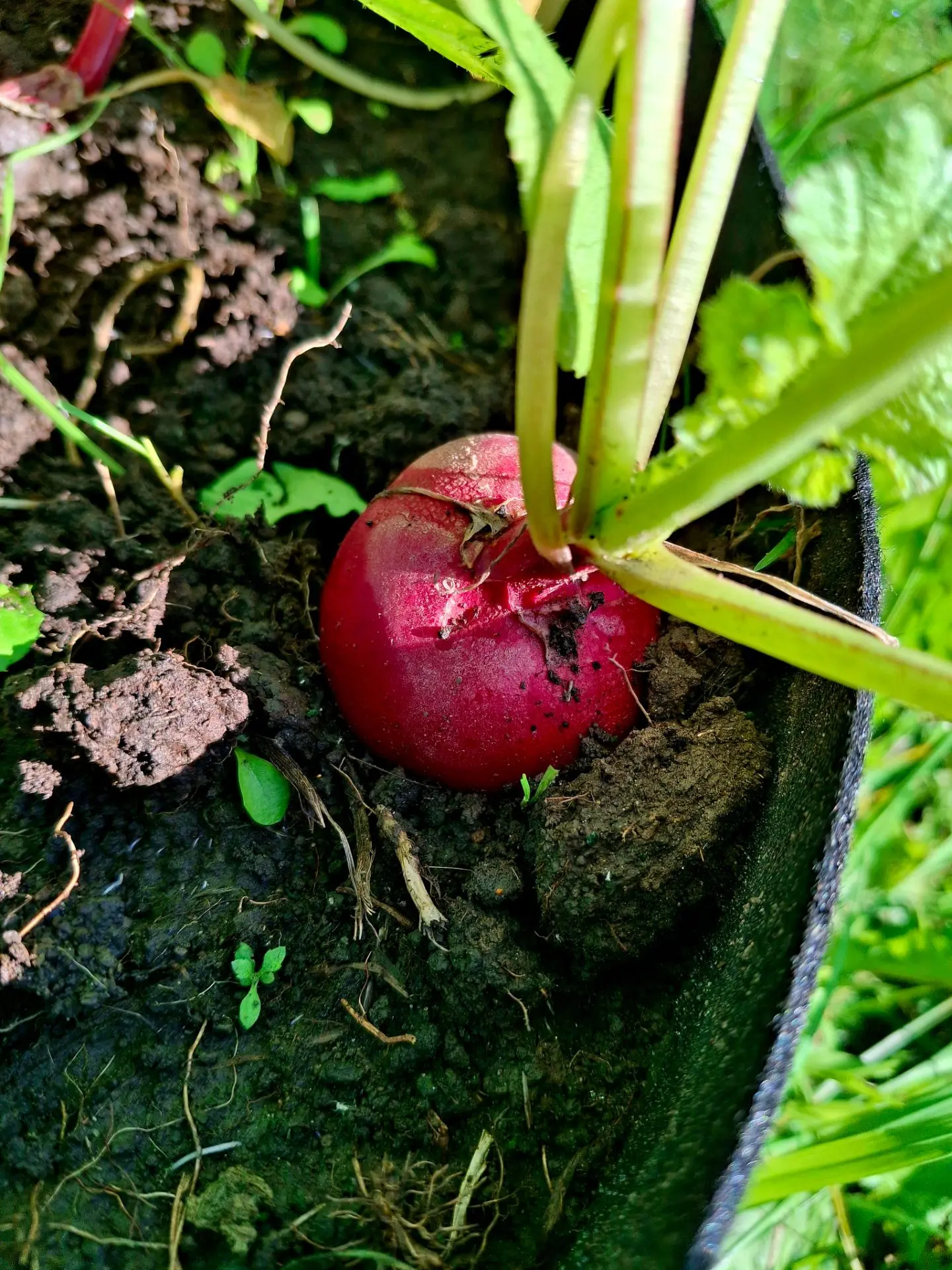 Сегодня собрала оставшуюся редиску ❤️