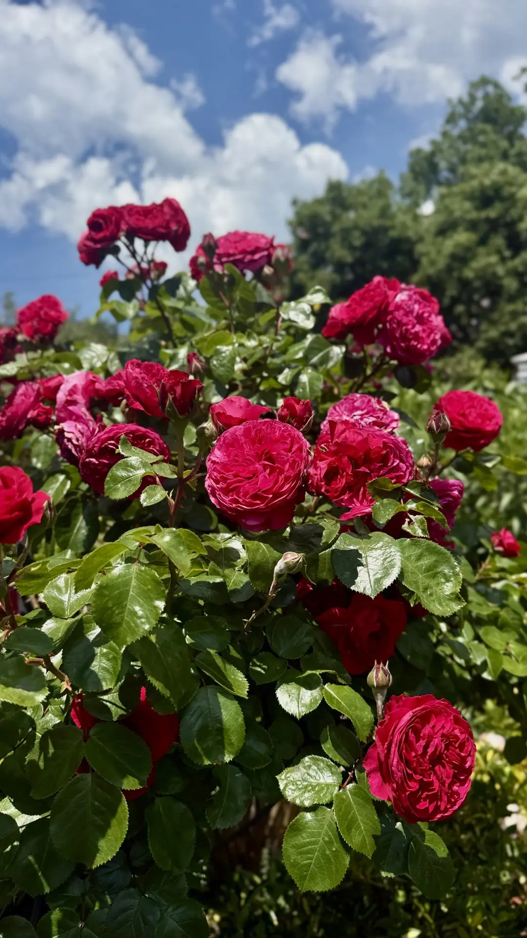 🌹😊 Роза Рэд Леонардо да Винчи 😊🌹

Вы знаете, глядя на эту розу, я иногда думаю: не зря ей дали т