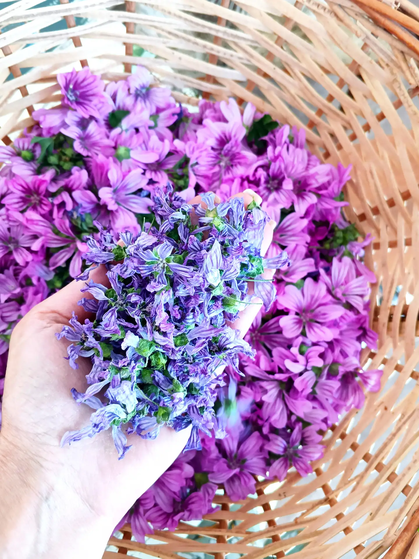 Мальва лесная: цветок, в котором живёт молитва 🌸

На Руси к мальве обращались с такими словами: «Бл