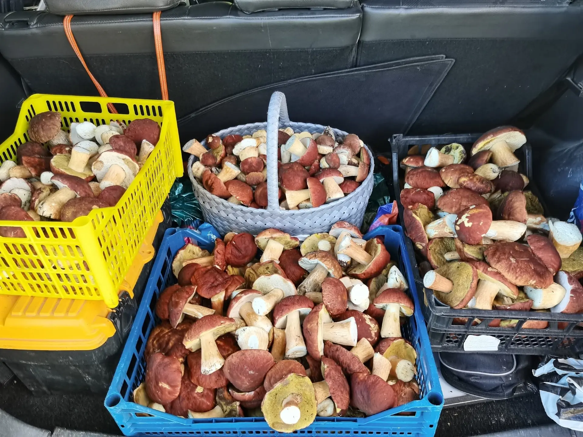 Грибные корзины возвращаются! 🍄😍