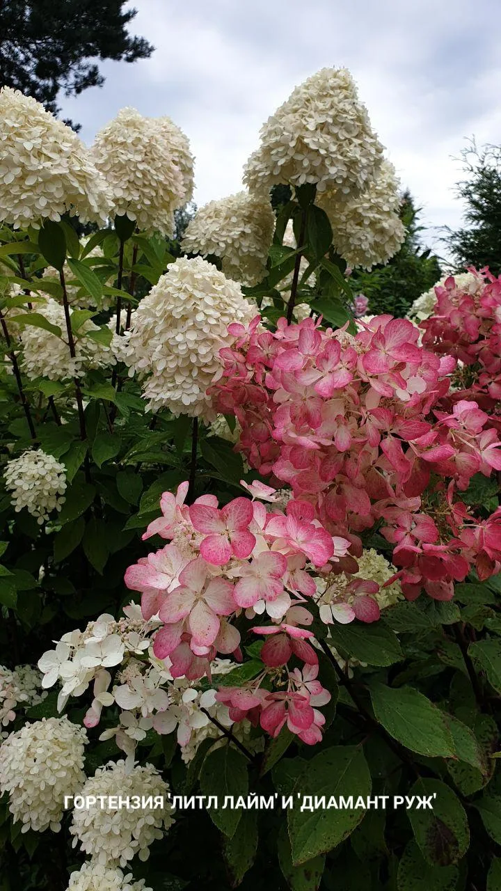 🌸 Время роскошных гортензий!