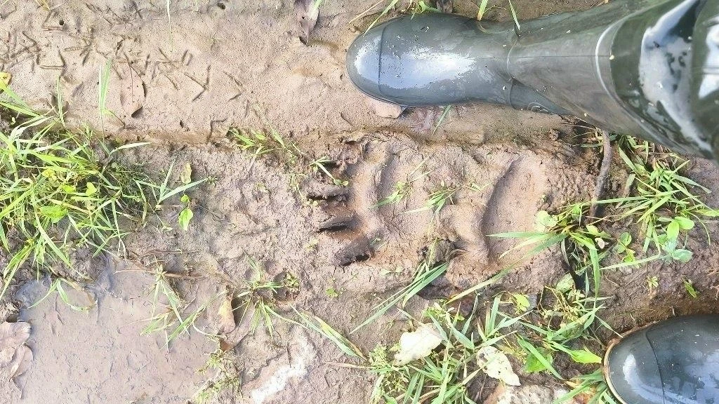 🐻Осторожно, медведи! В Чайковском округе дикие звери выходят к людям