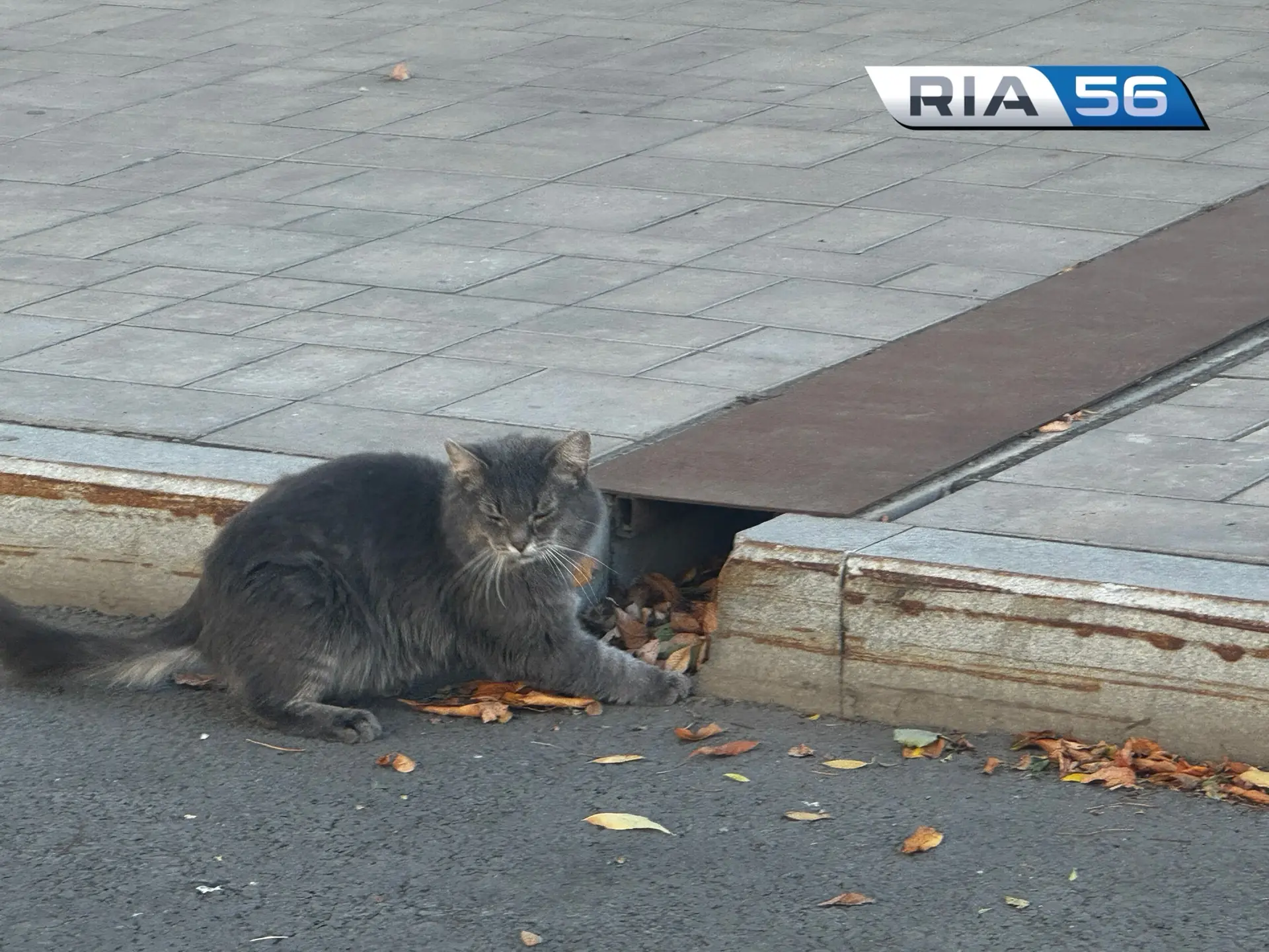 💨В четверг в Оренбуржье будет ветрено