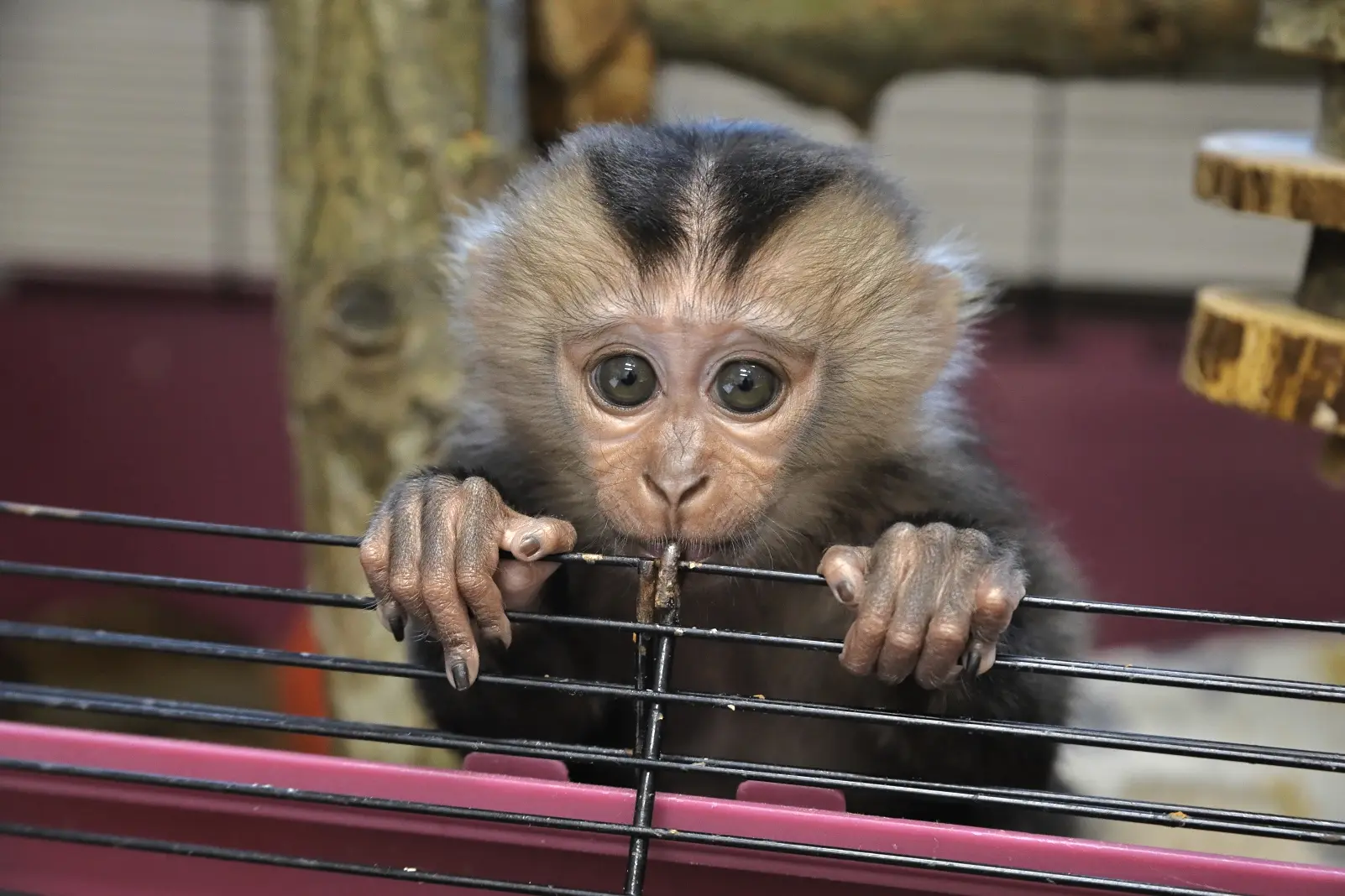 Конкурс на имя для самки вандеру!😍  🐒 22 декабря 2025 года на свет появилась самка вандеру (львинохв