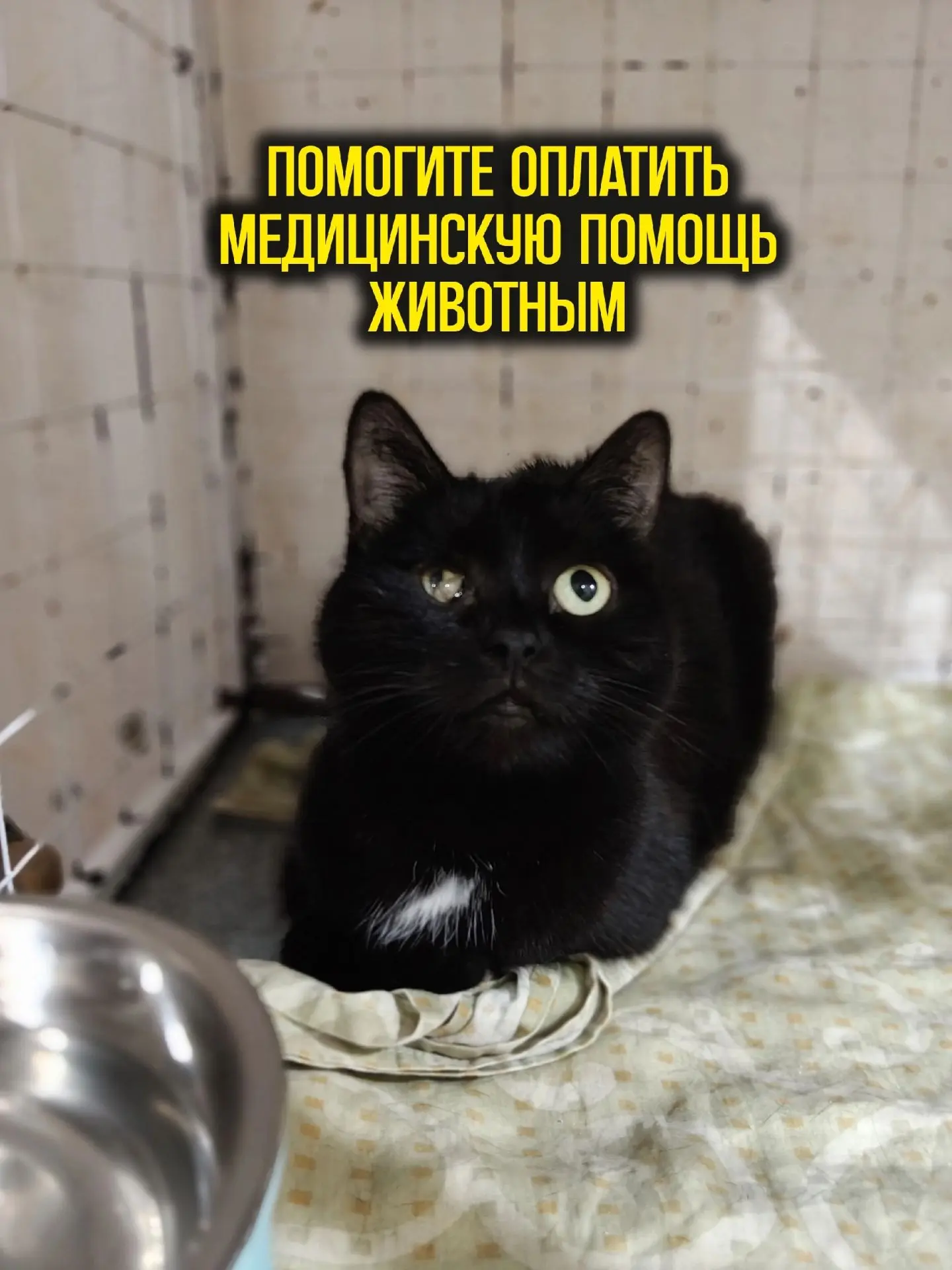 БОЛЬШАЯ ПРОСЬБА О ПОМОЩИ‼️ сбор на медицинскую помощь животным приюта! ‼️
Нужна ваша помощь! Не прох