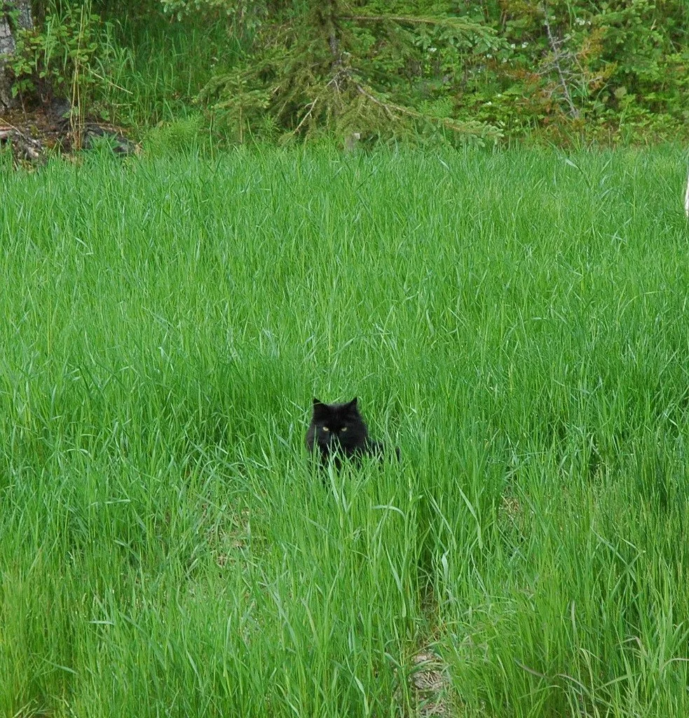 🐱 Котофакт дня