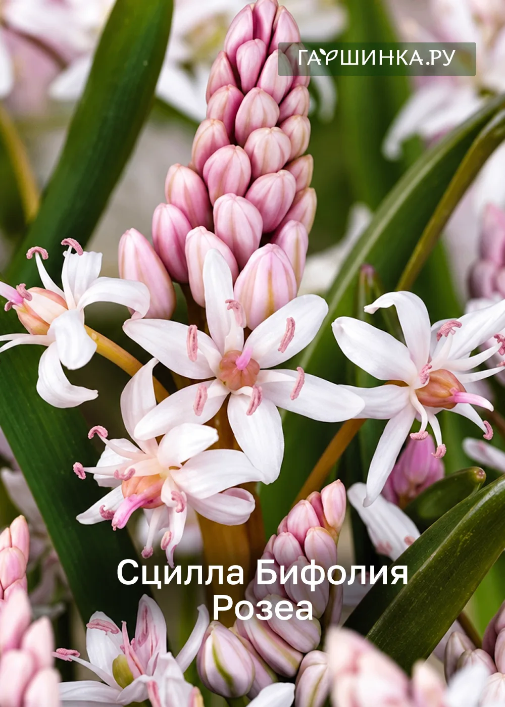 Ваш сад может быть не просто красивым, а вызывать настоящий восторг!🤩