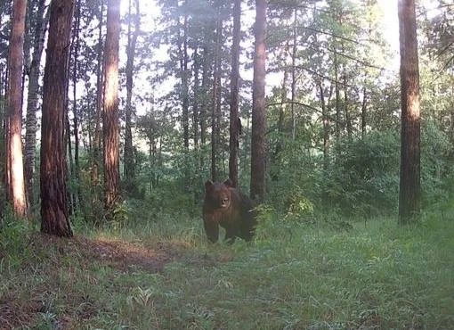 В Чувашии стало в 3 раза больше медведей.