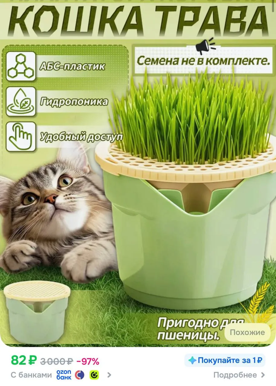 🐈‍⬛БестЧойс