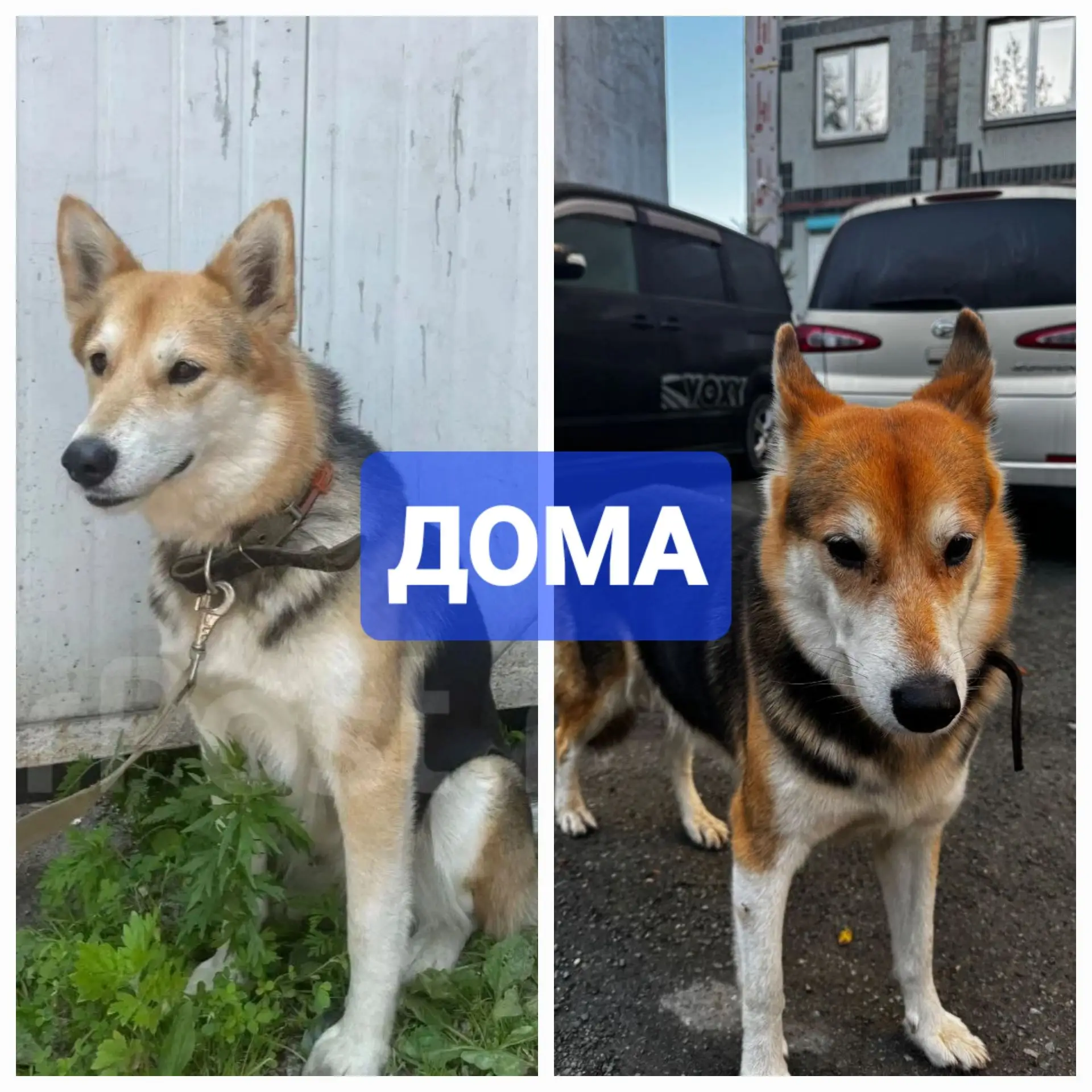 Владивосток,  ул. Жигура, кто потерял? 89242396015 Ольга
