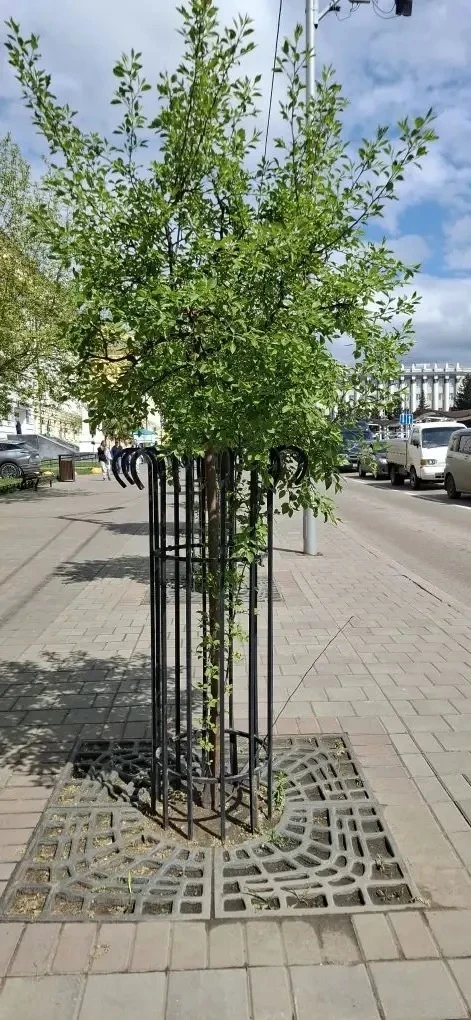 Сохранить деревья здоровыми и устойчивыми к заболеваниям – в Улан-Удэ идет обработка насаждений  🌿 П