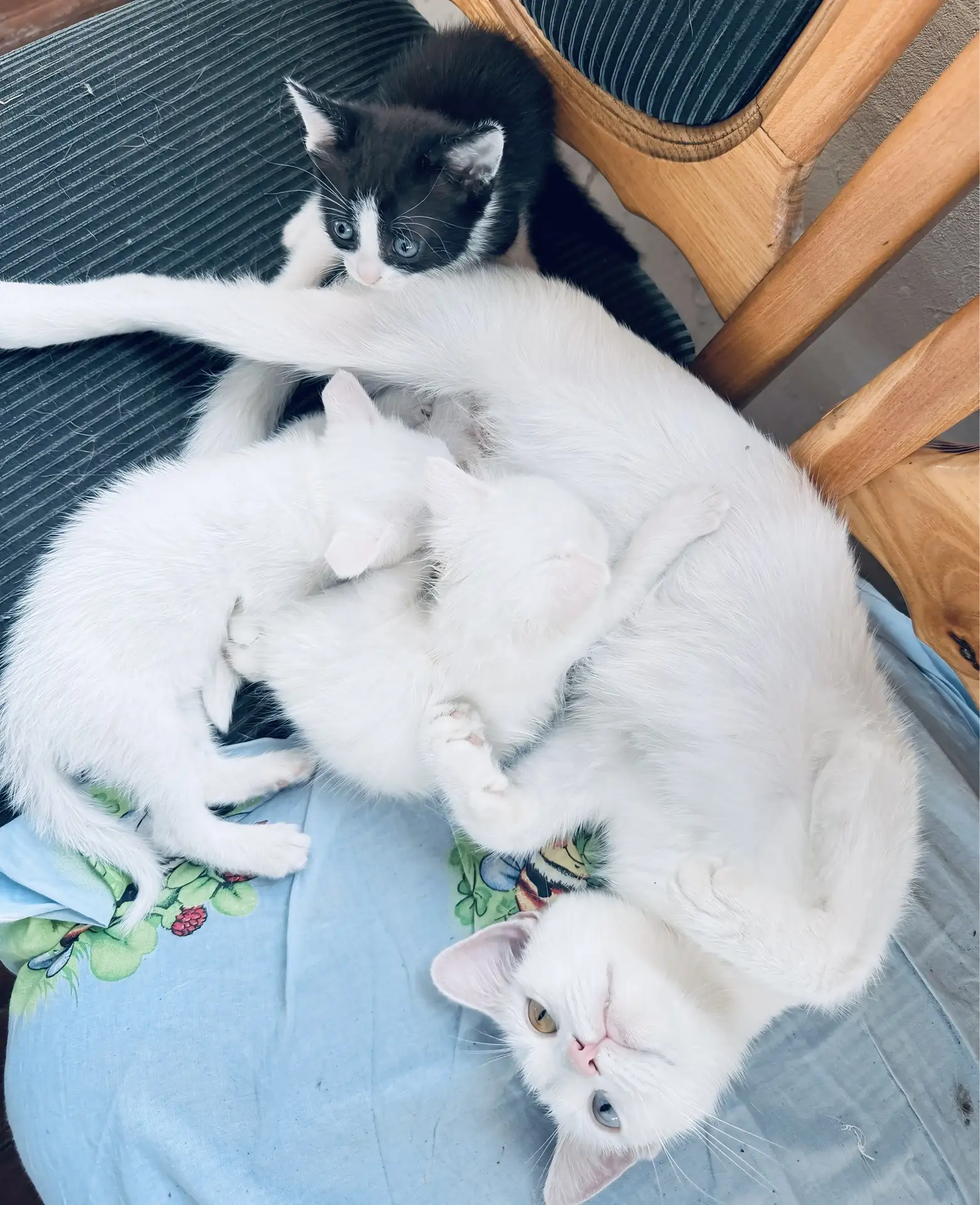 🏠 Отдам в добрые руки