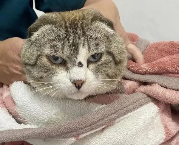 🐱🙏 В ветклинике Иркутской области спасли кота, в которого выстрелили из пневматики