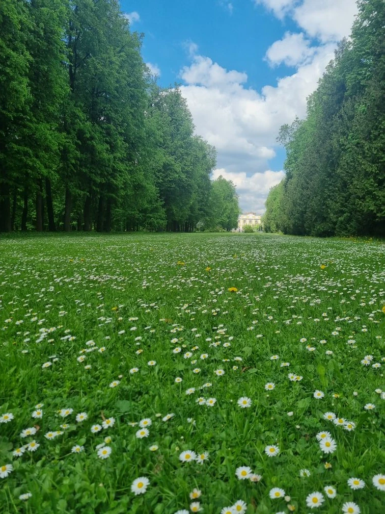 Царство маргариток