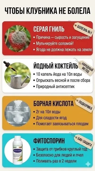 🛡️ Чтобы клубника не болела: аптечка для ягодника

Здоровье клубники — залог сладкого и богатого ур