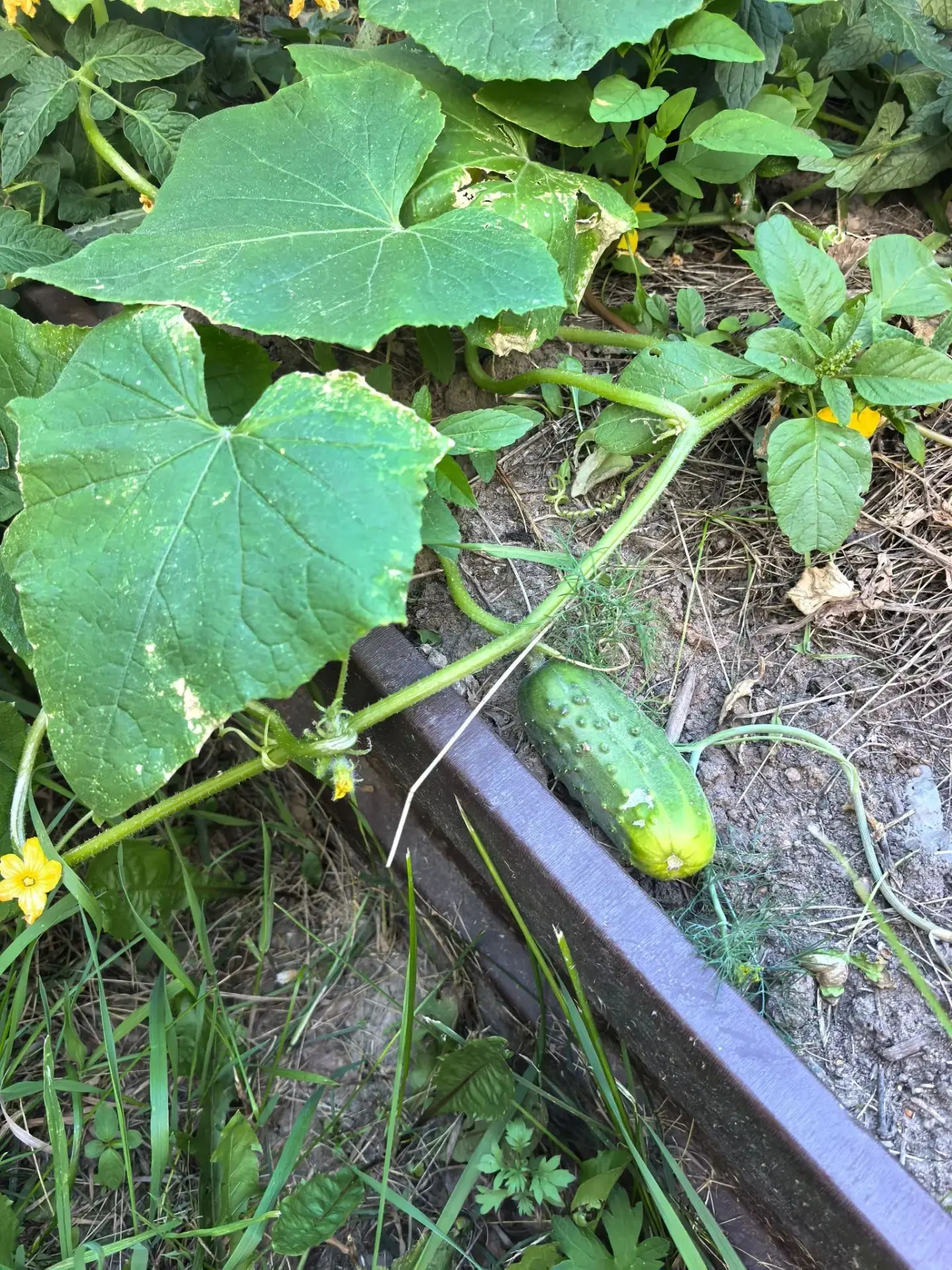 Наш первый урожай!  🥒

Сегодня в группе «Кораблик» произошло важнейшее событие — ребята сняли первы
