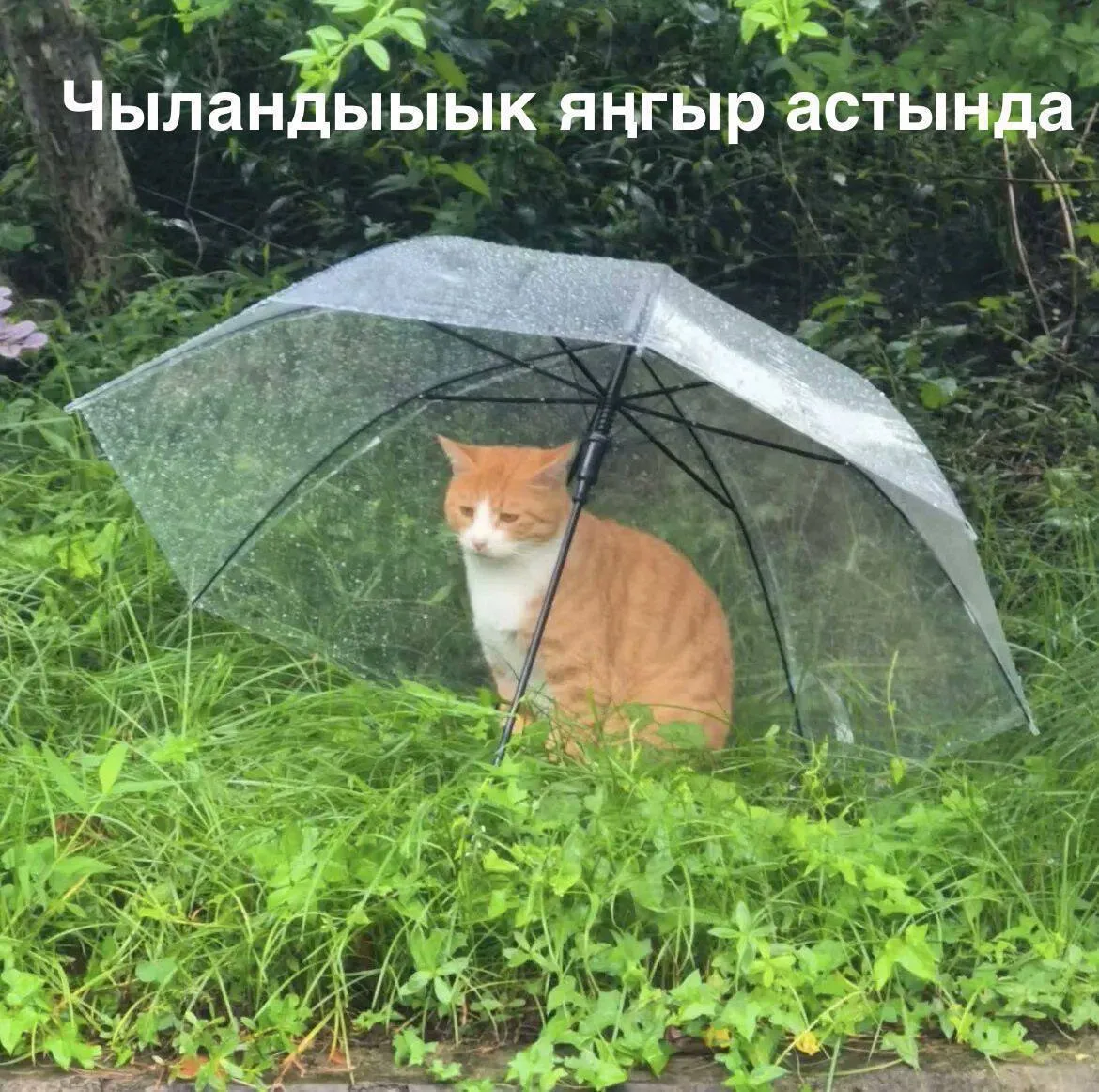 Кичкә кадәр явасы яңгыр көне котлы булсын! 🌧️