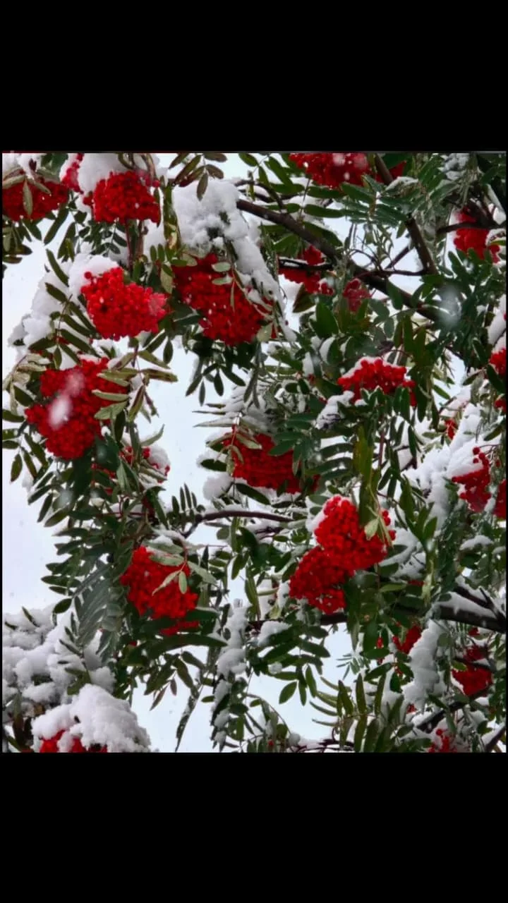 О с е н ь - это красиво...😍🍂🍁 Наслаждайтесь!❄🏔❄