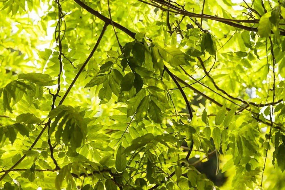 🌳 Лапсарский парк: зелёное сердце посёлка, которое ждёт перемен

С 21 апреля по 12 июня жители стол