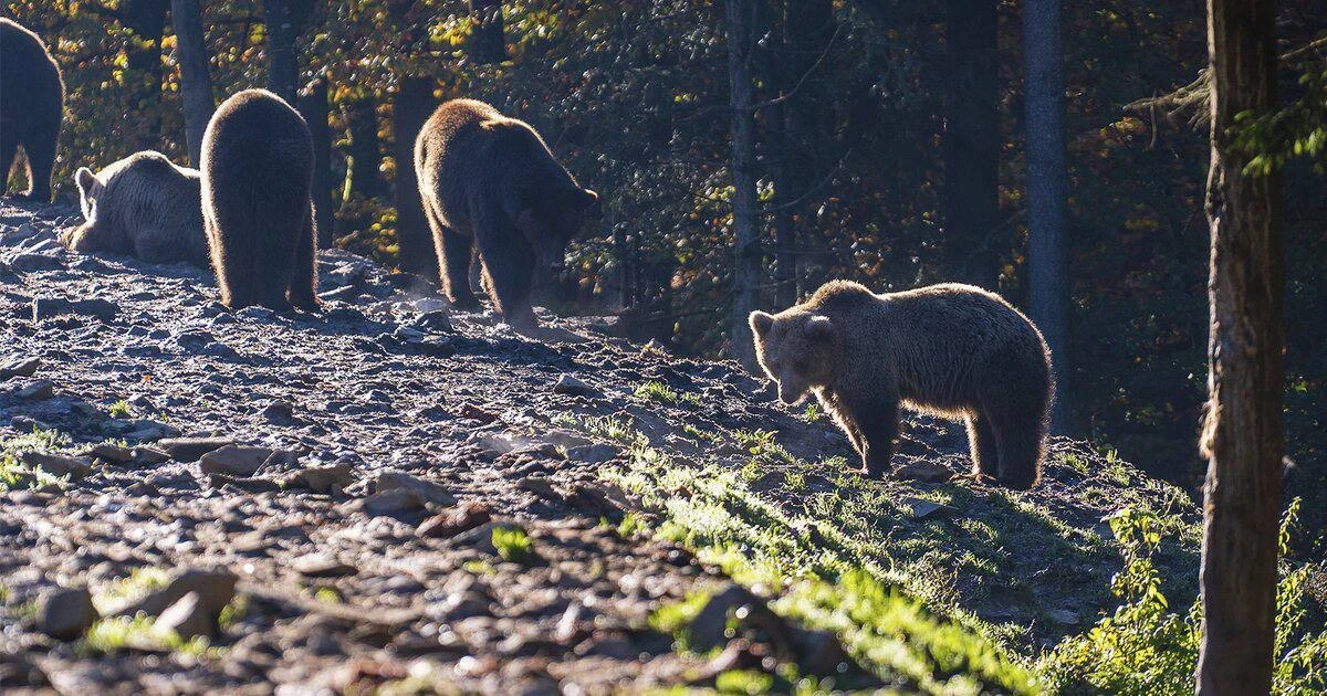 🐻 В Подмосковье задумались о регулировании численности медведей

Власти рассматривают возможность р