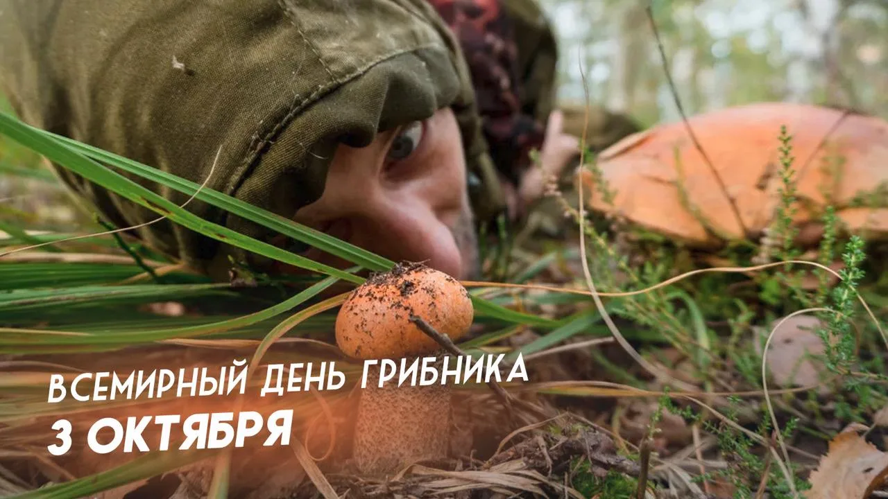 Всех любителей «тихой 🍄 охоты» с праздником!