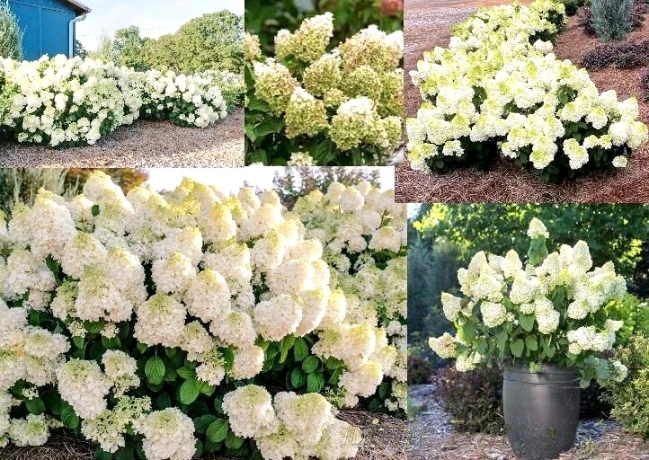 🌿Ну что ж! Пора подумать о месте посадки для Вашей метельчатой красотки!🌿