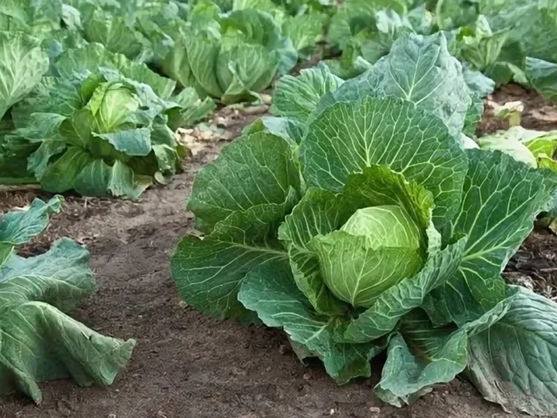 🥬 КАПУСТА В КОЧАН: 4 ШАГА К ПЛОТНОМУ ГИГАНТУ