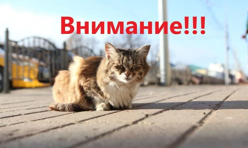 📢В Ярославле, в Ленинском районе введен карантин по бешенству. Губернатор Ярославской ...