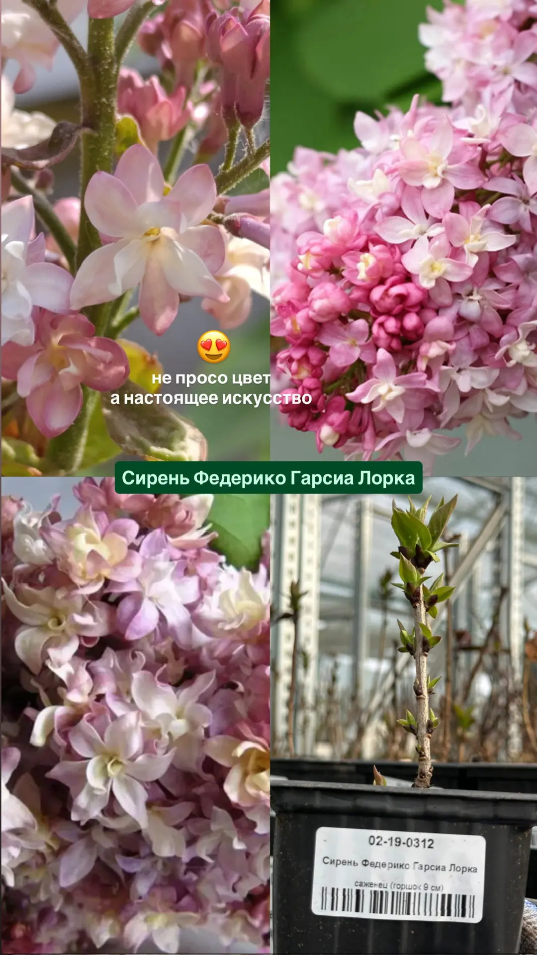 Прямое включение с производства 📸Первые листочки - это всегда счастье! Сирень ещё не зацвела, но уже