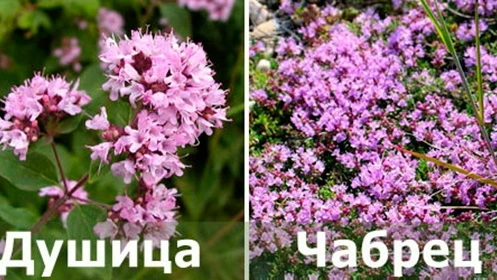 Тимьян: какие условия нужны для его выращивания и как за ним ухаживать 
 
Тимьян можно купить в горш
