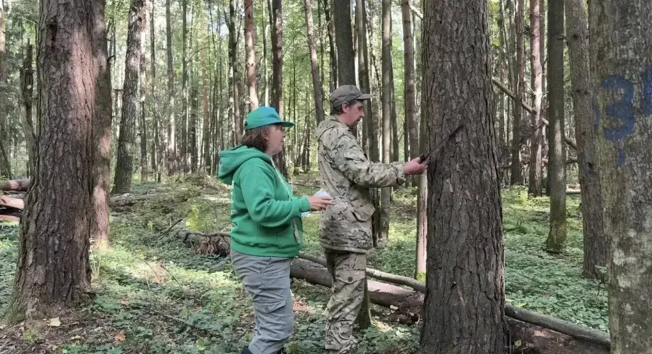 🌳 В «Лосином Острове» началась «перепись» деревьев
