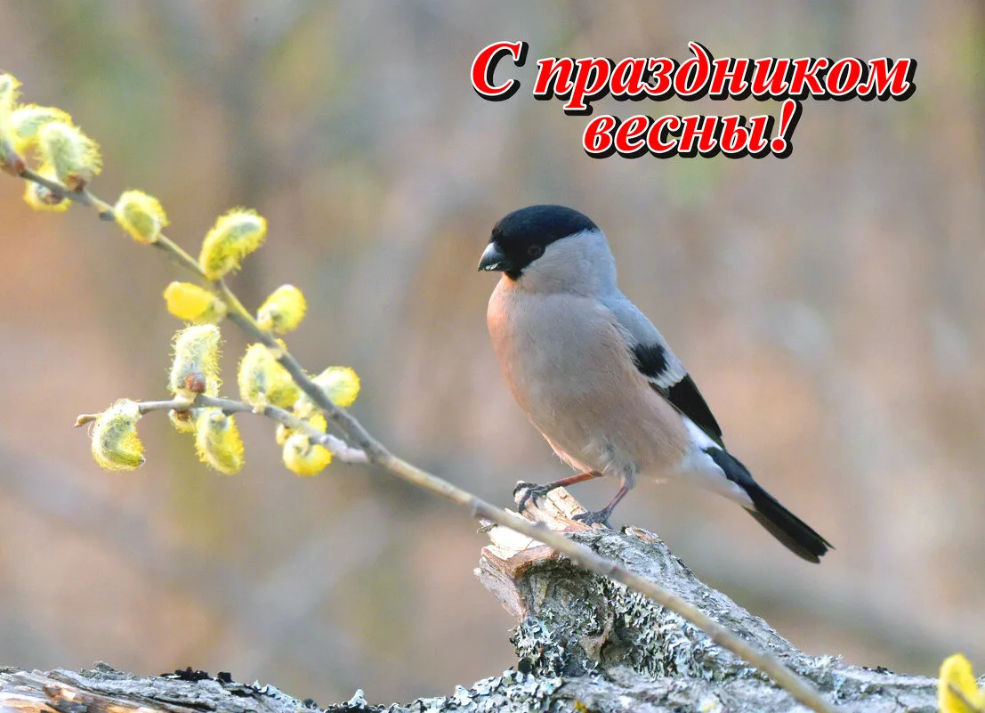 С праздником светлым, красные девицы да жёнушки славные, хранительницы очага семейного!...