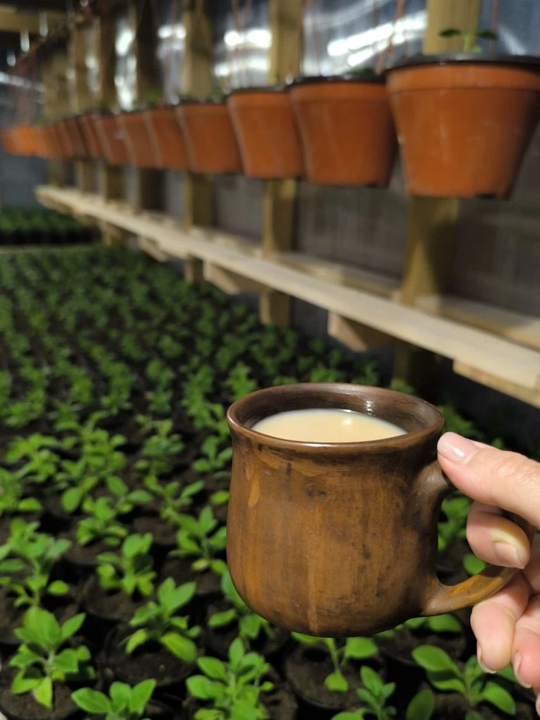 Вышла в свою любимую теплицу попить кофе в тишине. ☕☕☕