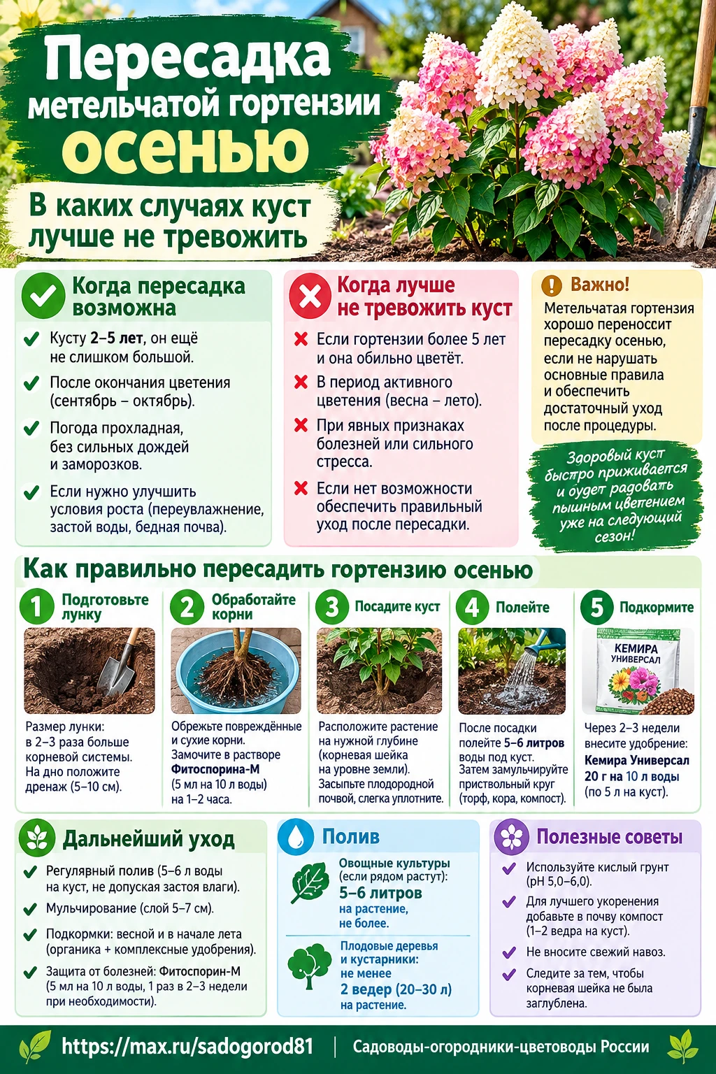 Пересадка метельчатой гортензии осенью в каких случаях куст лучше не тревожить