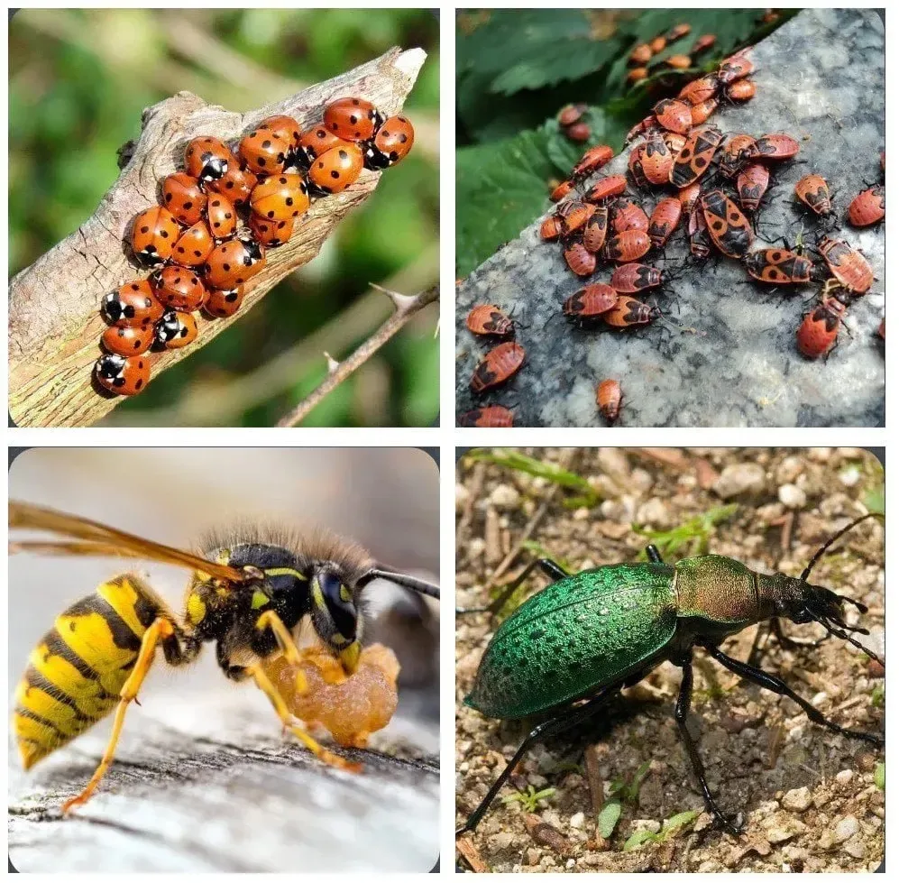 Пoлезные жуки, которых не стоит убивaть🐞

Божьи коровки. Известные всем насекомые являются не прост
