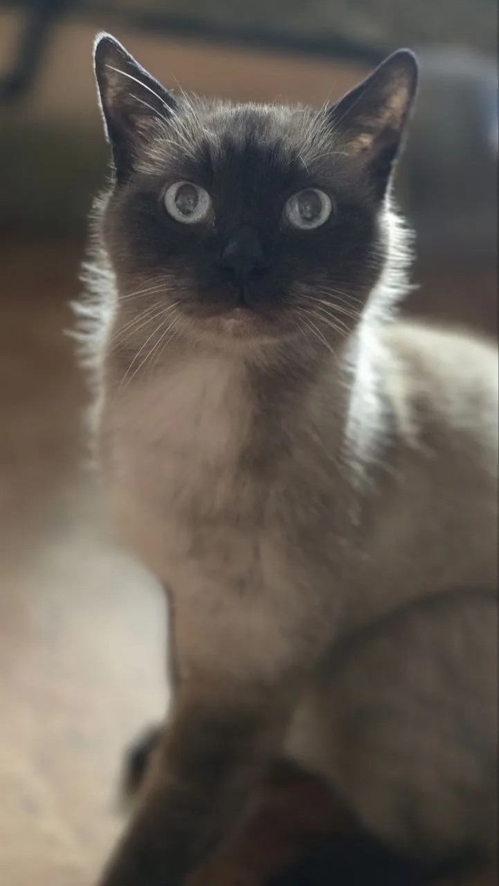 Вчера ходила к Сёме 🐈 одна, а дочки остались дома, к ним приехала двоюродная сестрёнка.