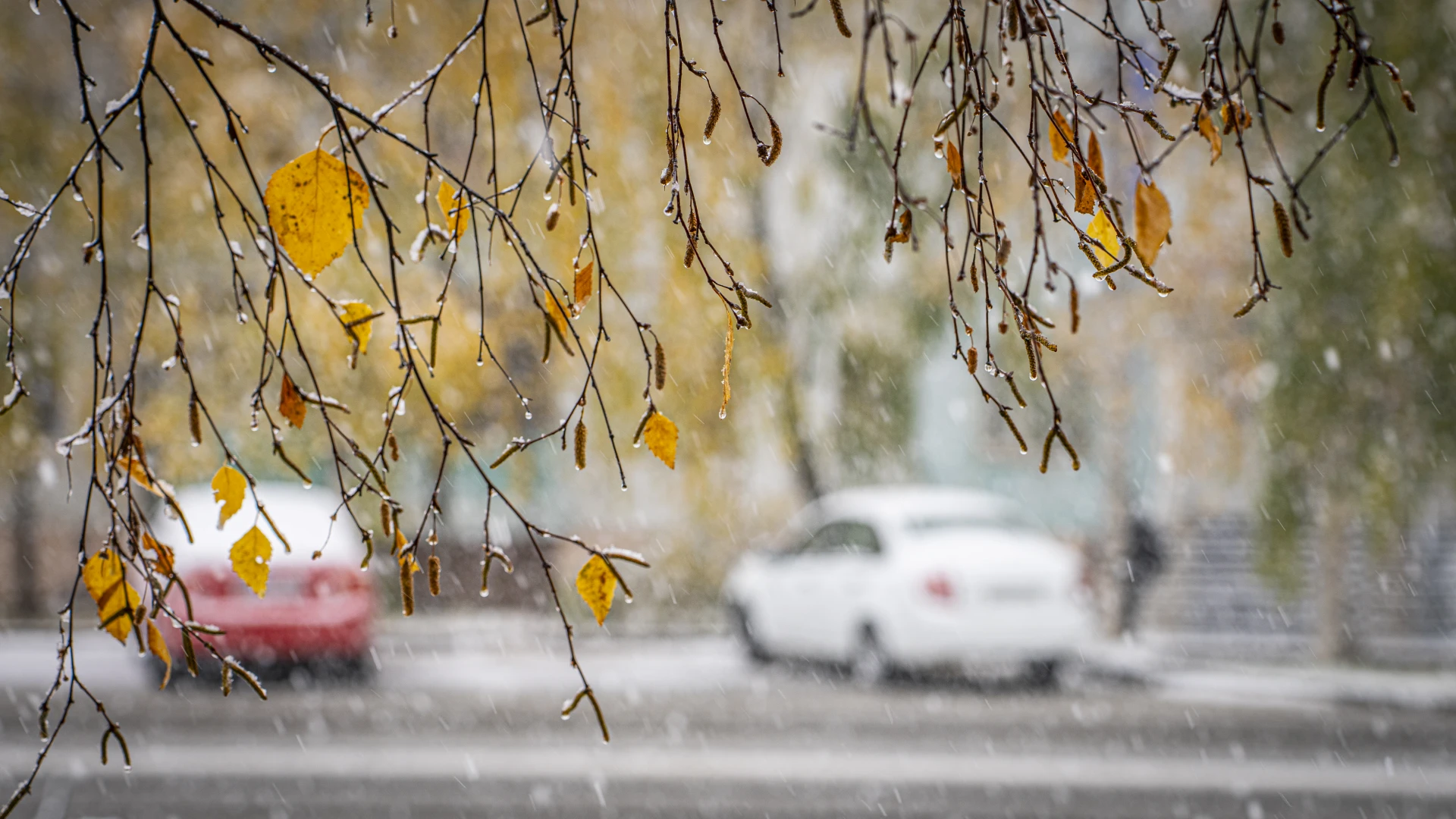 Сегодня во всех пабликах - первый снег на осенних листьях❄❄🍂