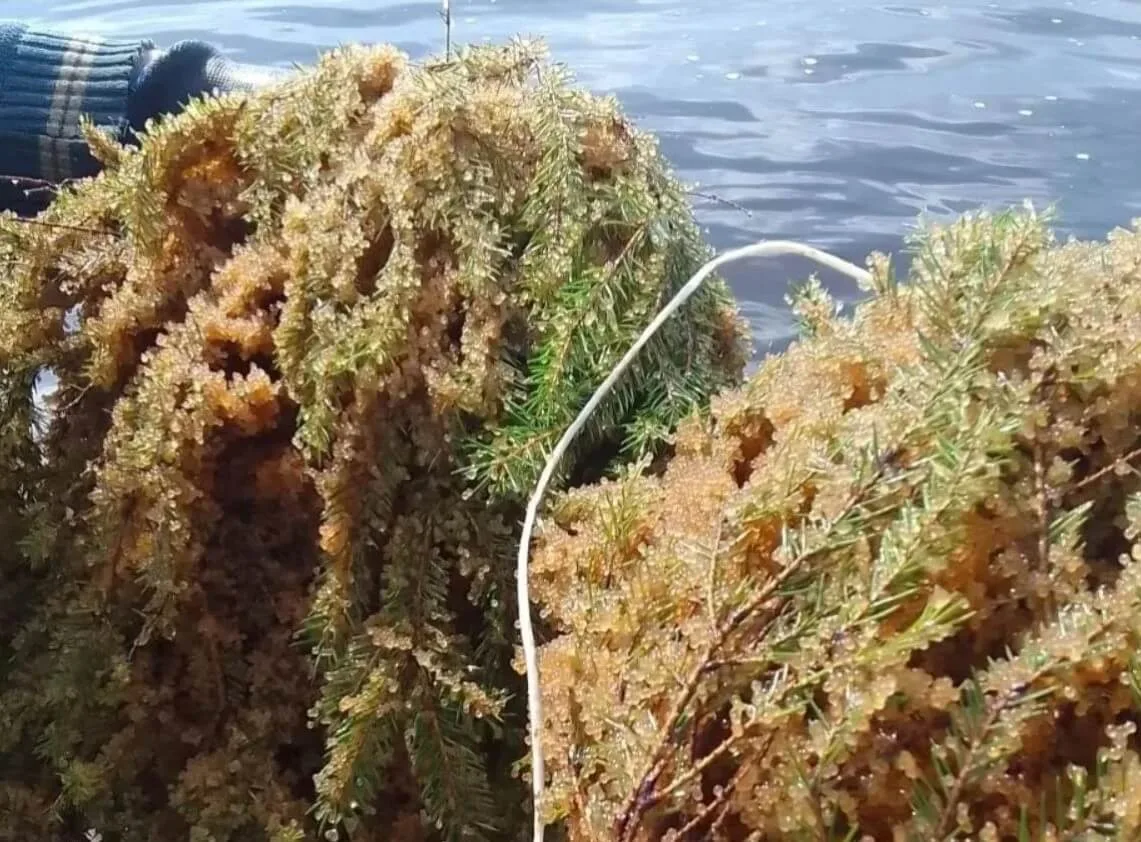 🐟 На Горьковском водохранилище установили 188 искусственных нерестовых гнезд

В Нижегородской облас
