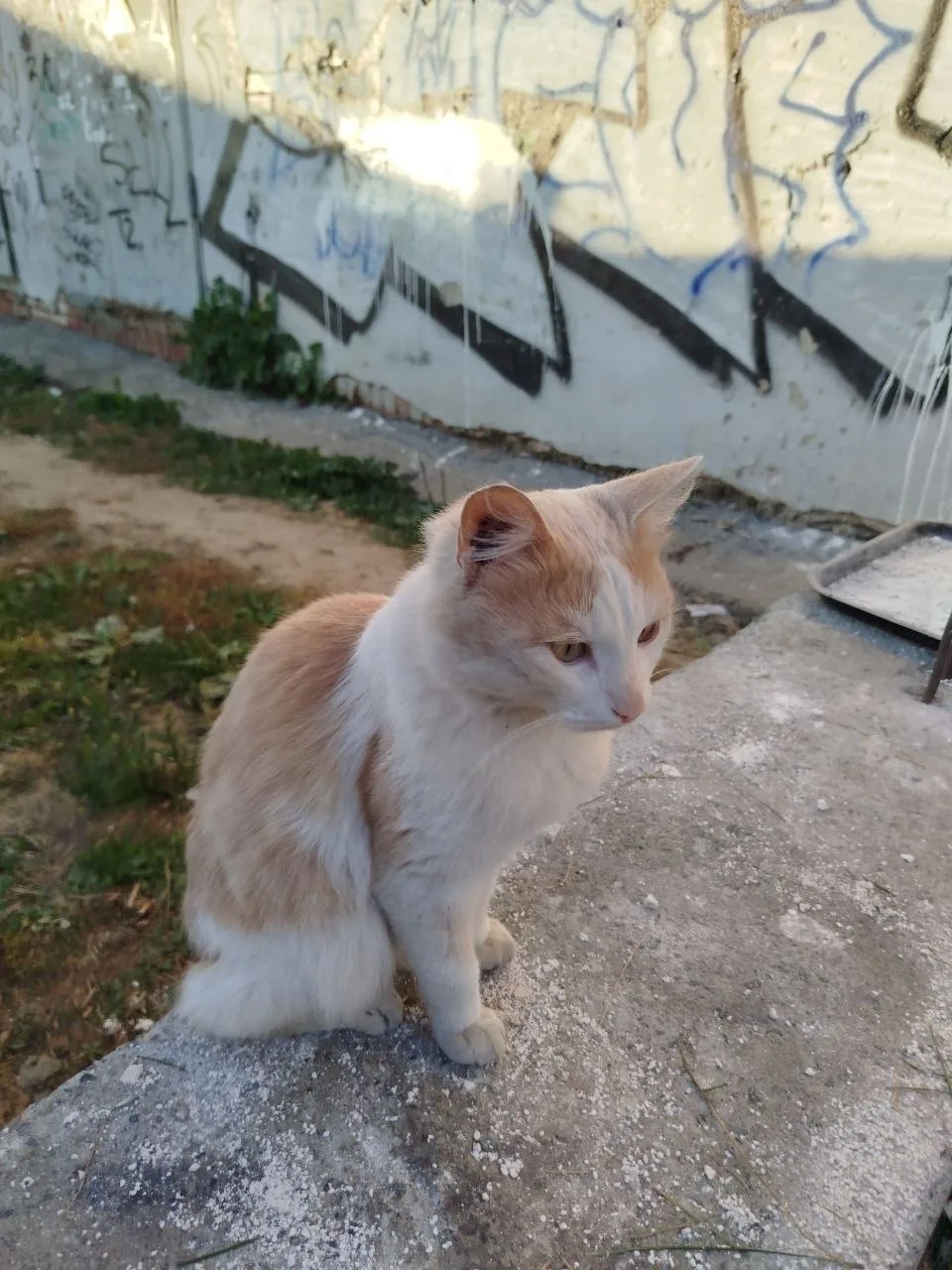 Замечен кот, окрас рыжий с белым (Екатеринбург, Вторчермет )