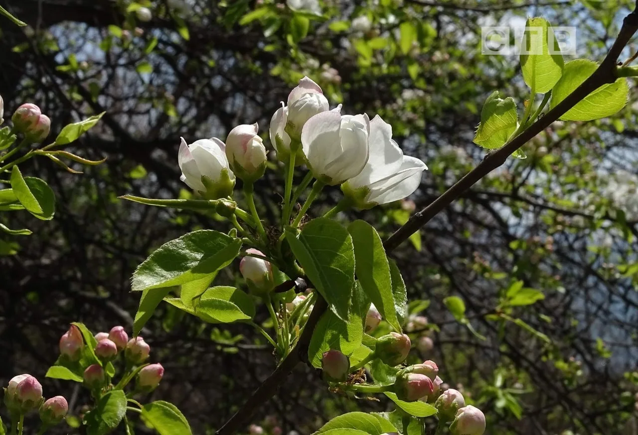 ✨Доброе утро, друзья!  🌸Приветствуем наступающий день, наслаждаясь чарующими снимками цветущего Пось