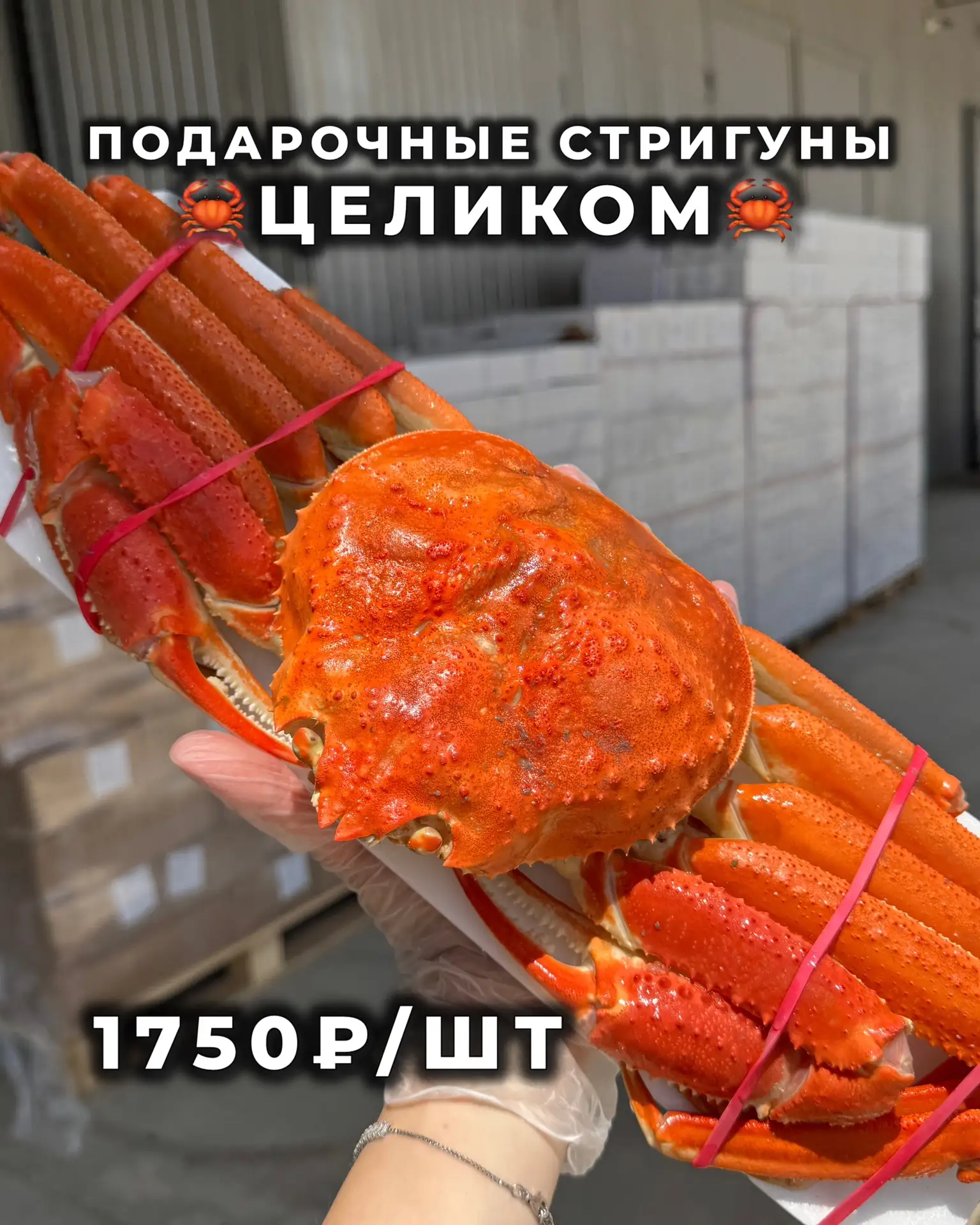 СВЕЖАЯ ПАРТИЯ
Шикарных подарочных крабов-стригунов! 😋

💌Для заказа просто напишите нам в комментар